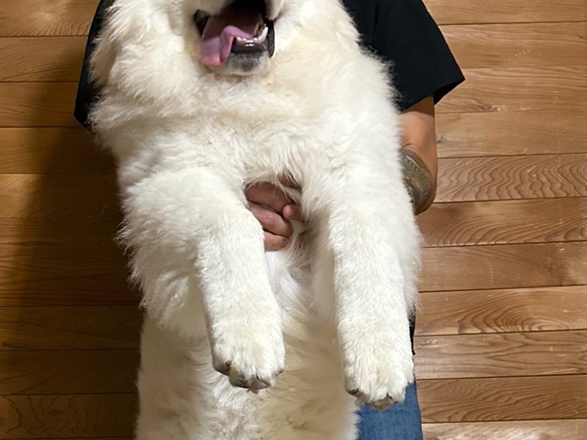 犬