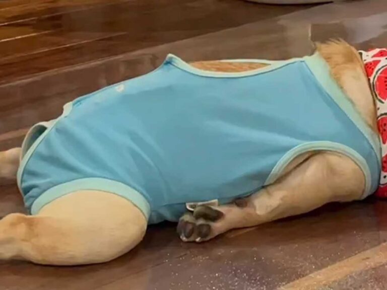 フレンチブルドッグの写真