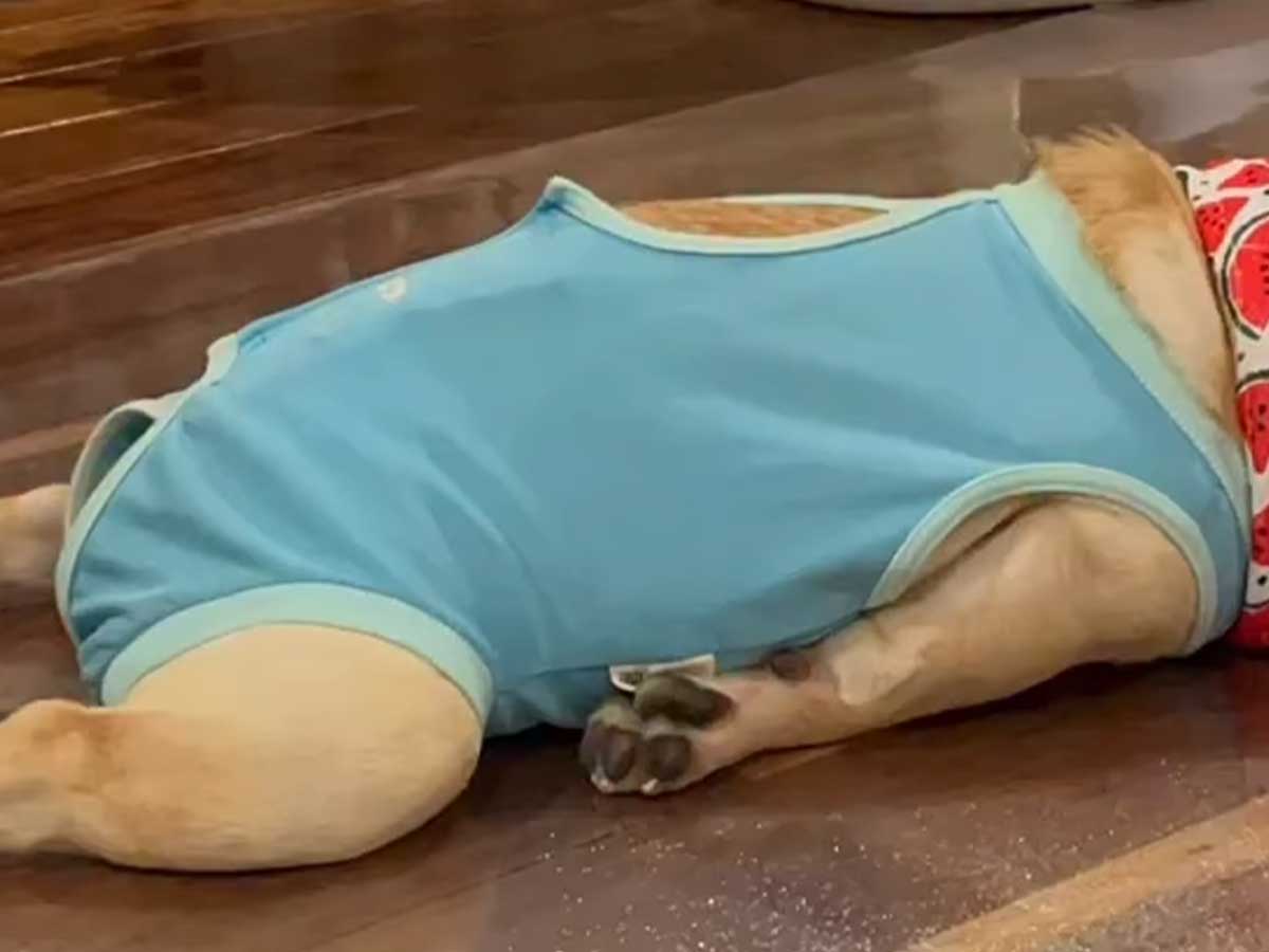 フレンチブルドッグの写真