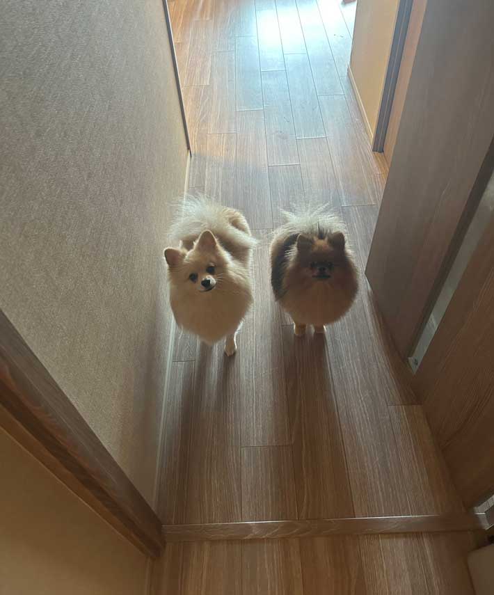犬の画像