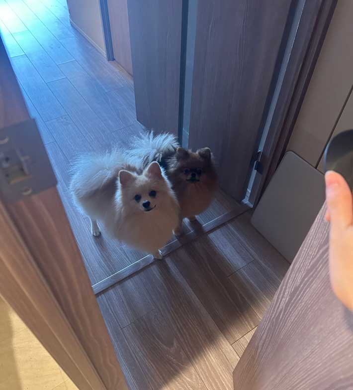 犬の画像
