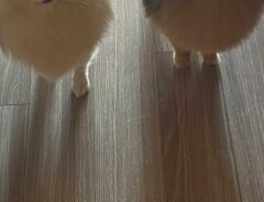 犬の画像