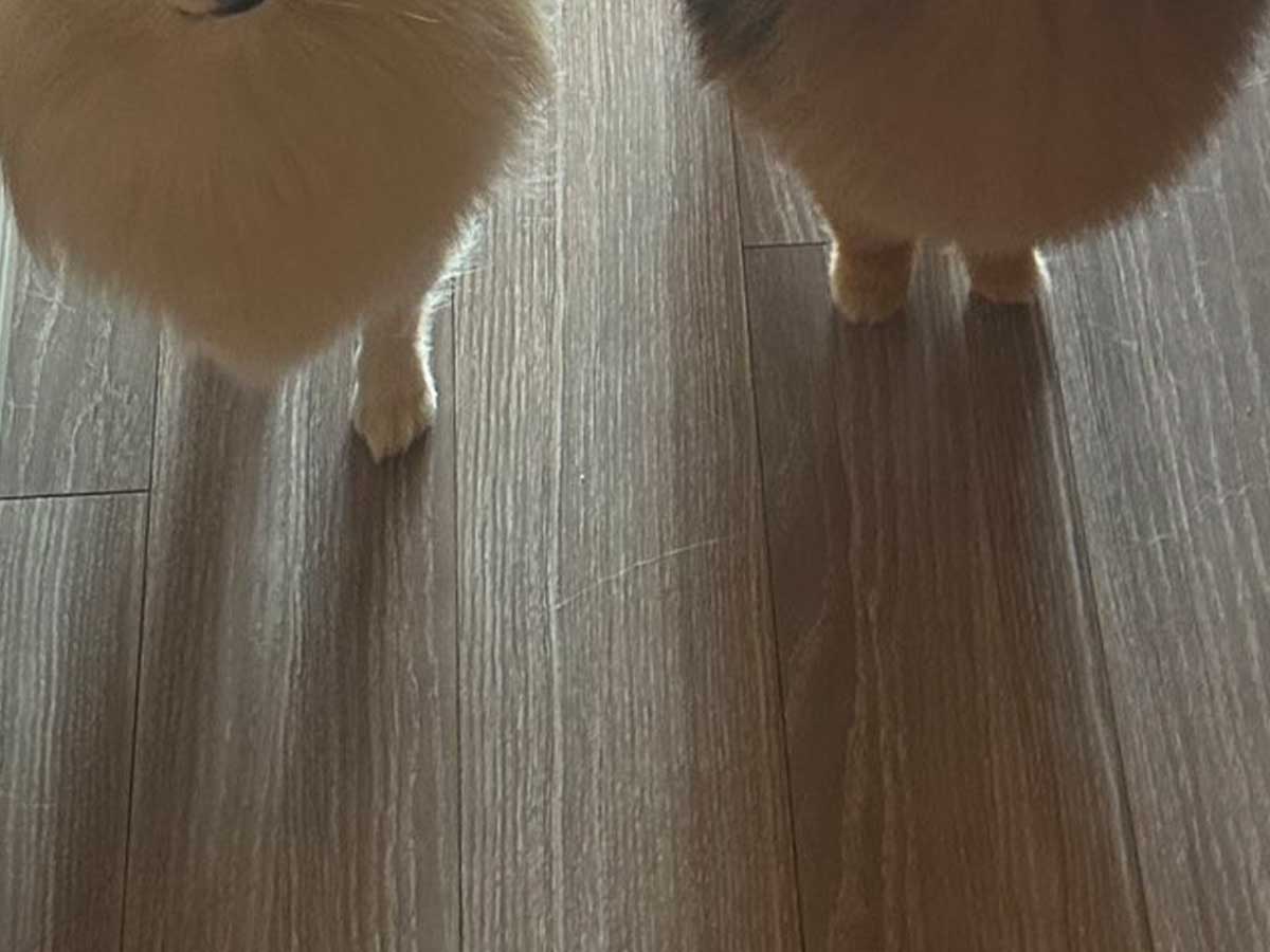 犬の画像