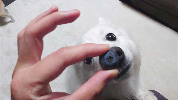 犬とブルーベリー