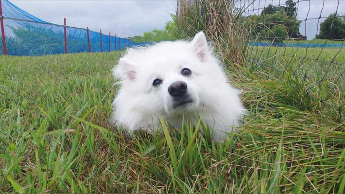 犬