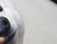 ブルーベリーと犬