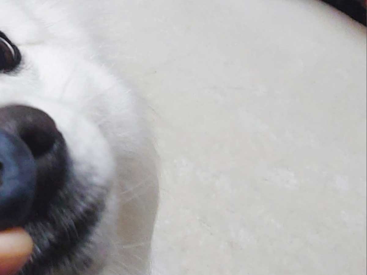 ブルーベリーと犬