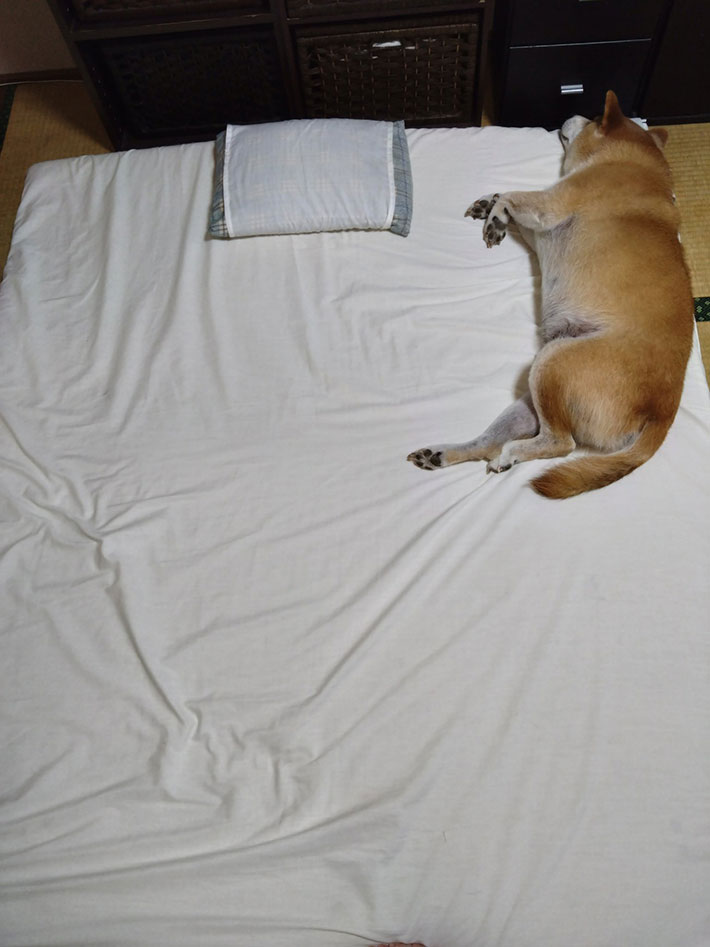 柴犬の写真