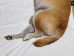 柴犬の写真
