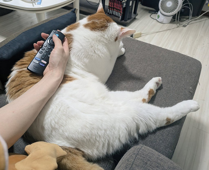 猫のしょぼぼちゃん