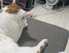 猫のしょぼぼちゃん