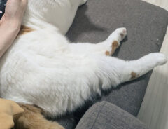 猫のしょぼぼちゃん
