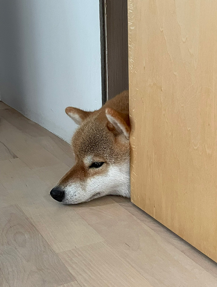 柴犬のマヤちゃん