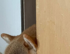 柴犬のマヤちゃん