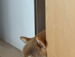 柴犬のマヤちゃん