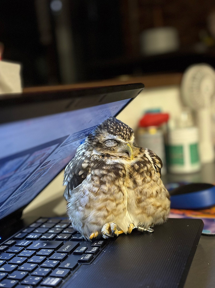 フクロウ