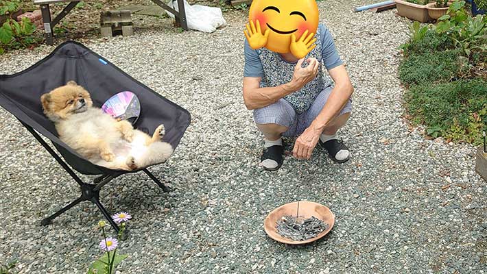 ポメラニアンの写真