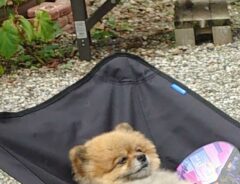 ポメラニアンの写真