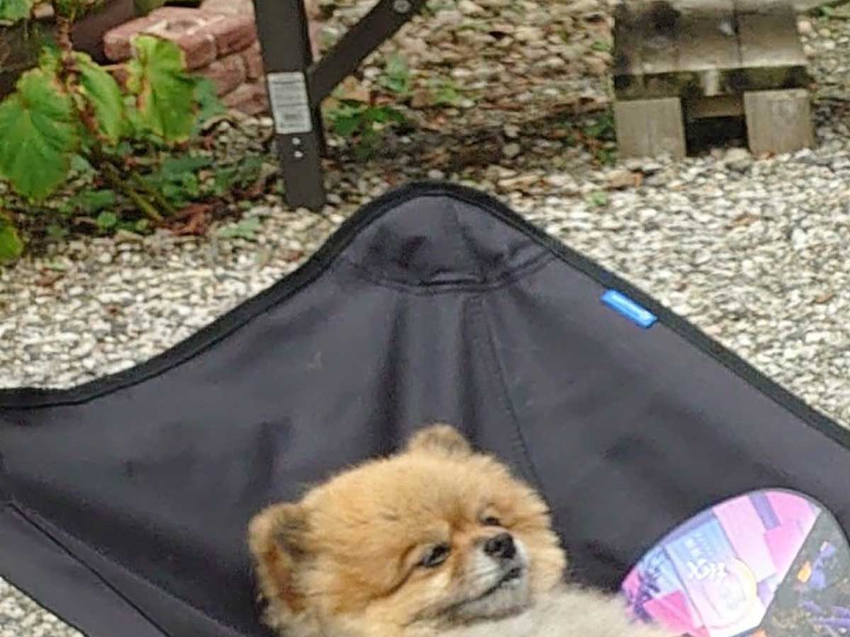 ポメラニアンの写真
