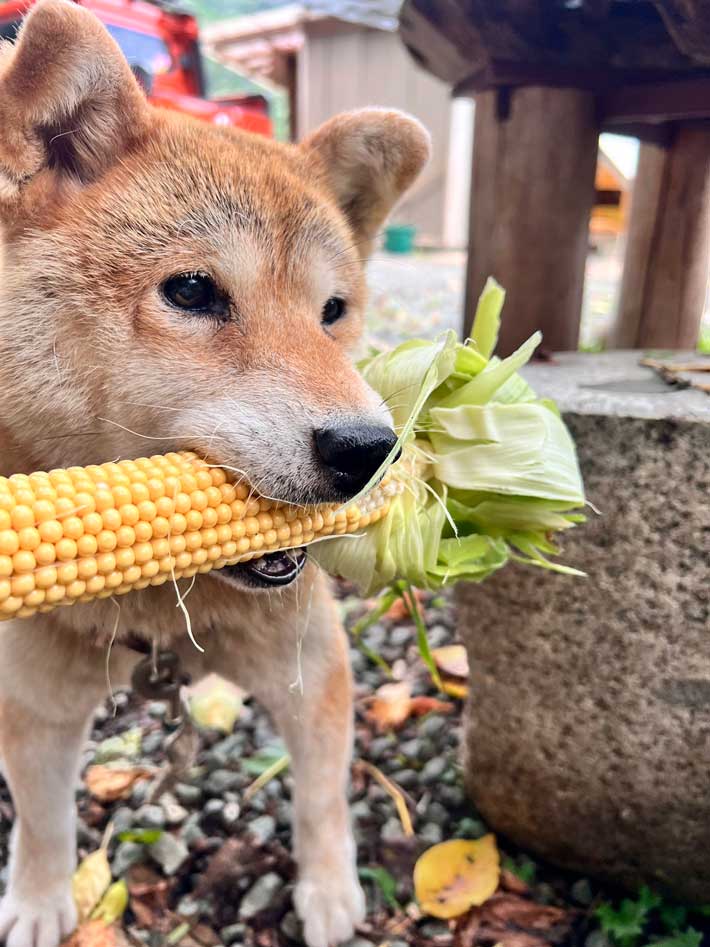 柴犬の画像