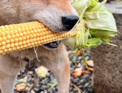 柴犬の画像
