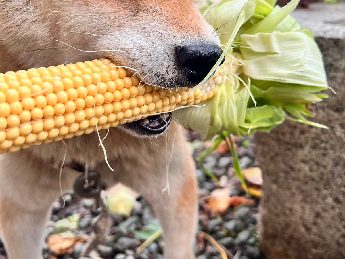 柴犬の画像