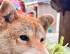 柴犬の画像