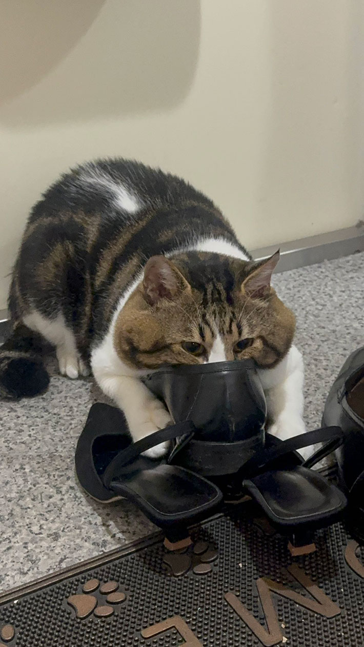 猫の写真