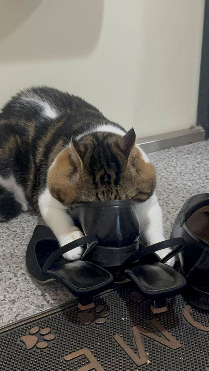 猫の写真
