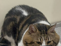 猫の写真