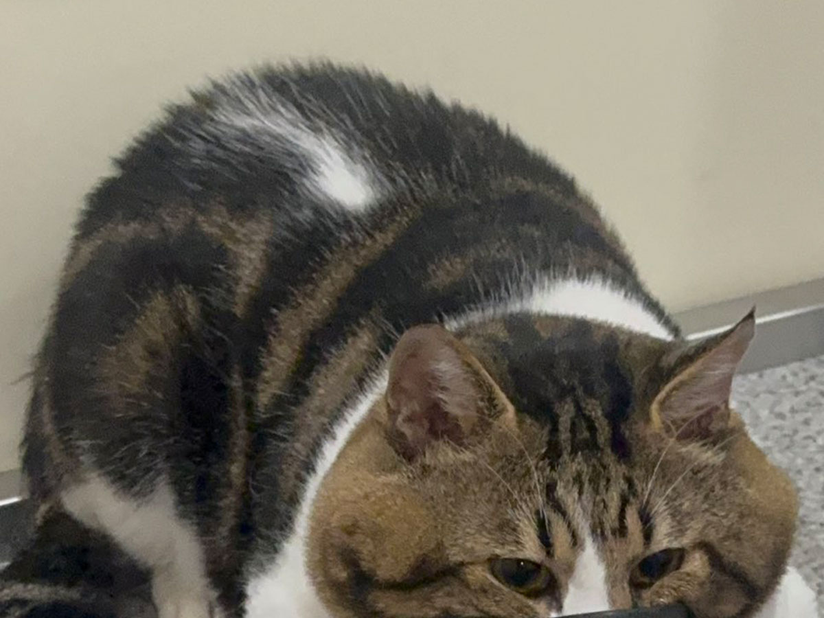猫の写真