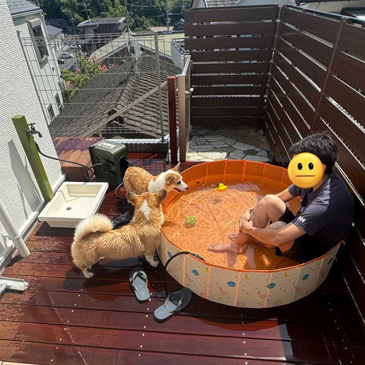 犬の画像