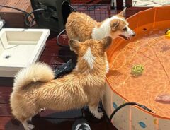 犬の画像