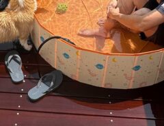 犬の画像