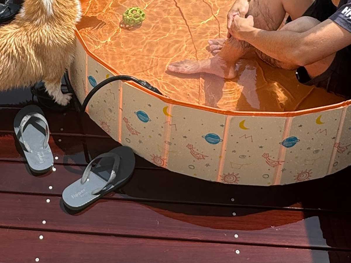犬の画像