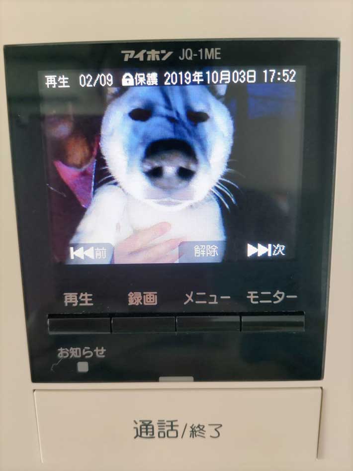 犬の画像