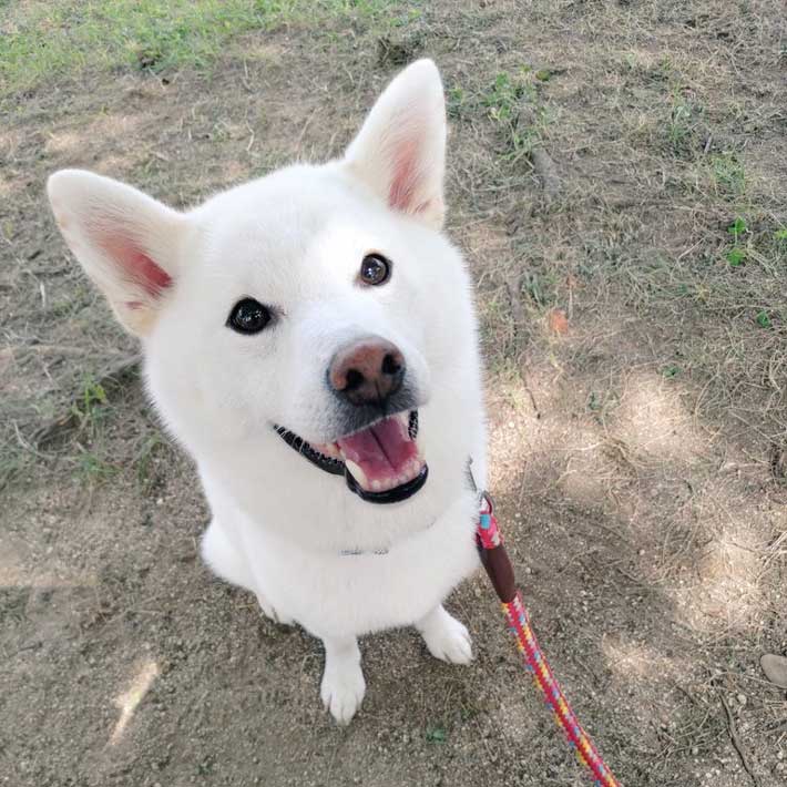 犬の画像