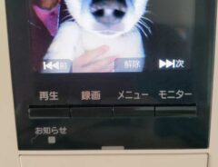 犬の画像