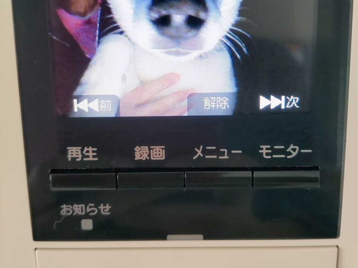 犬の画像
