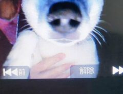犬の画像