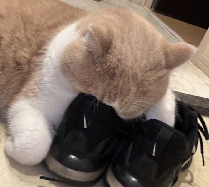 靴に顔を突っ込む猫