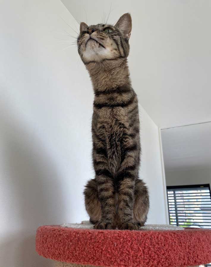 猫の写真