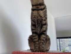 猫の写真