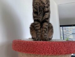 猫の写真