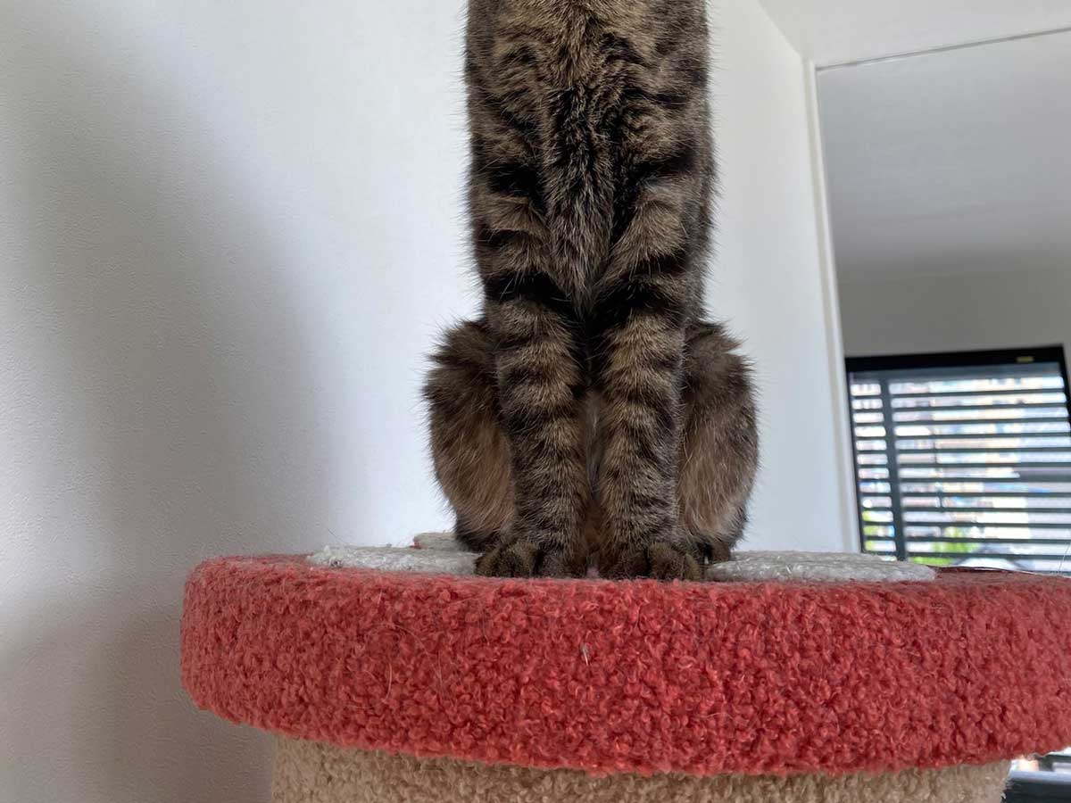 猫の写真