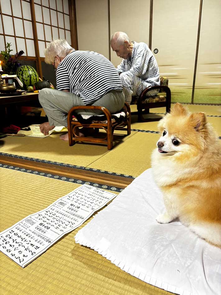 ポメラニアンの写真