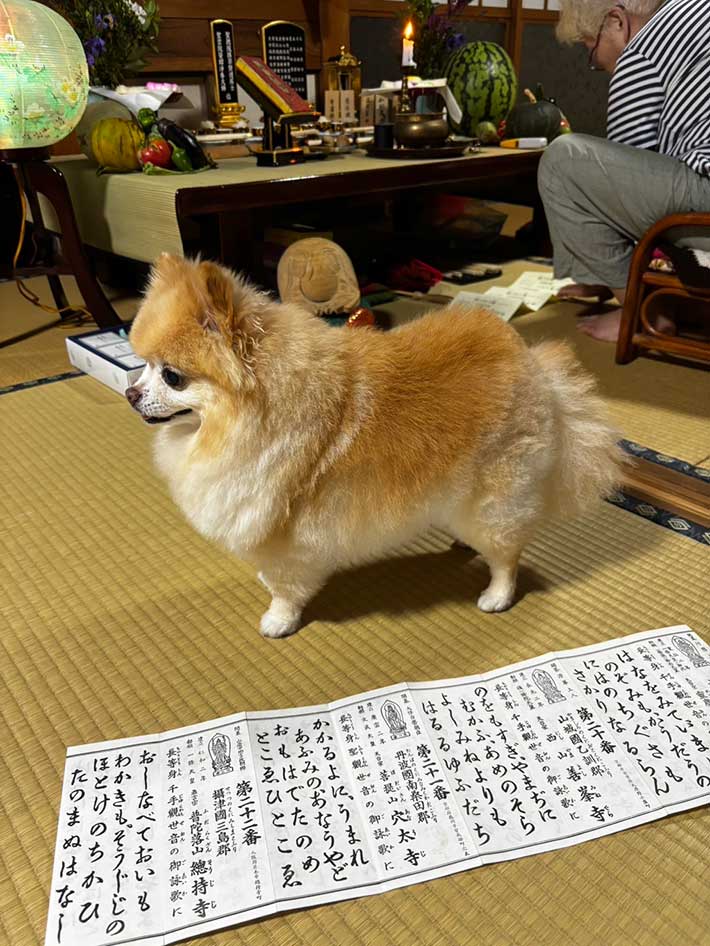 ポメラニアンの写真