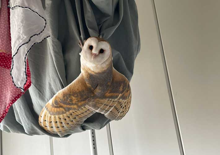 フクロウの写真