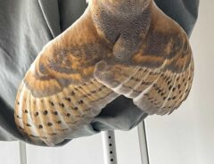 フクロウの写真