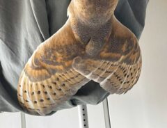フクロウの写真